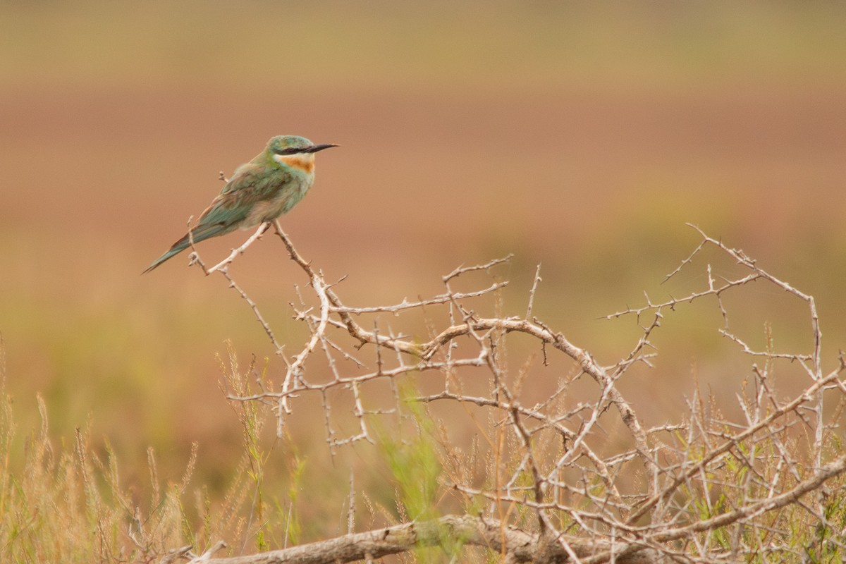 Blue-cheeked Bee-eater - Retief Williams