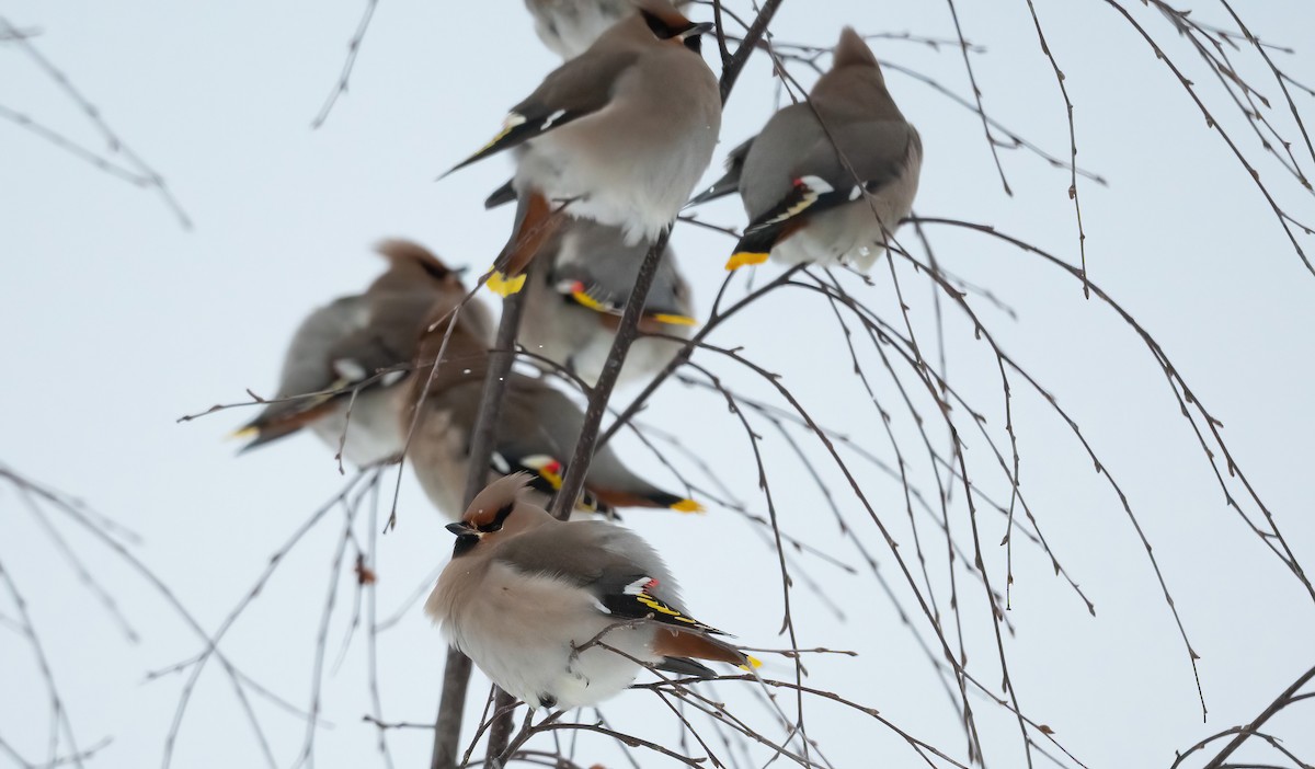 Bohemian Waxwing - ML612983309