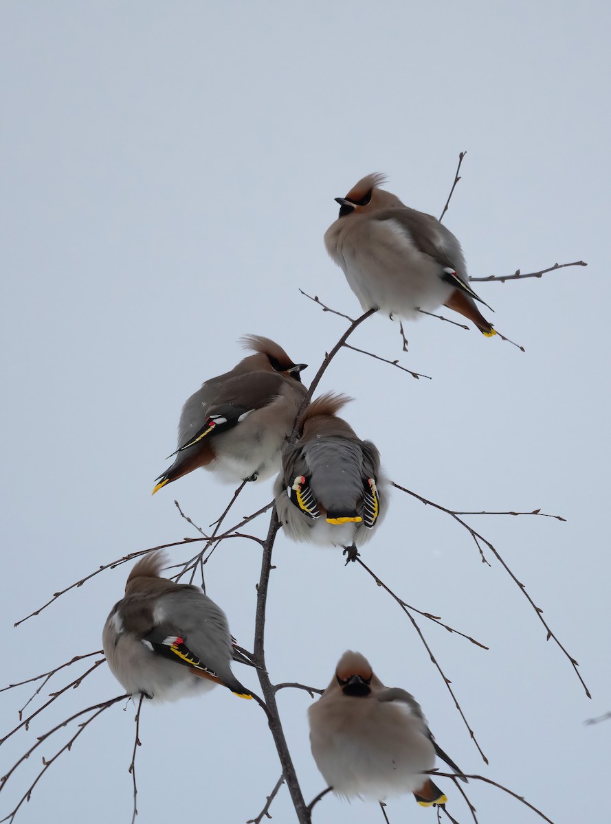 Bohemian Waxwing - ML612983339