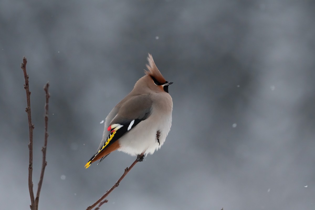 Bohemian Waxwing - ML612983355