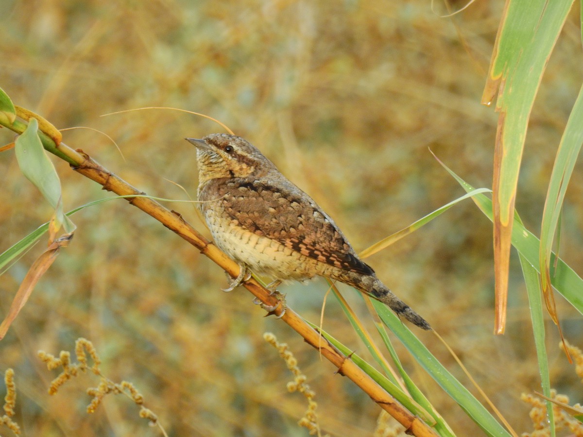 Eurasian Wryneck - ML612983397