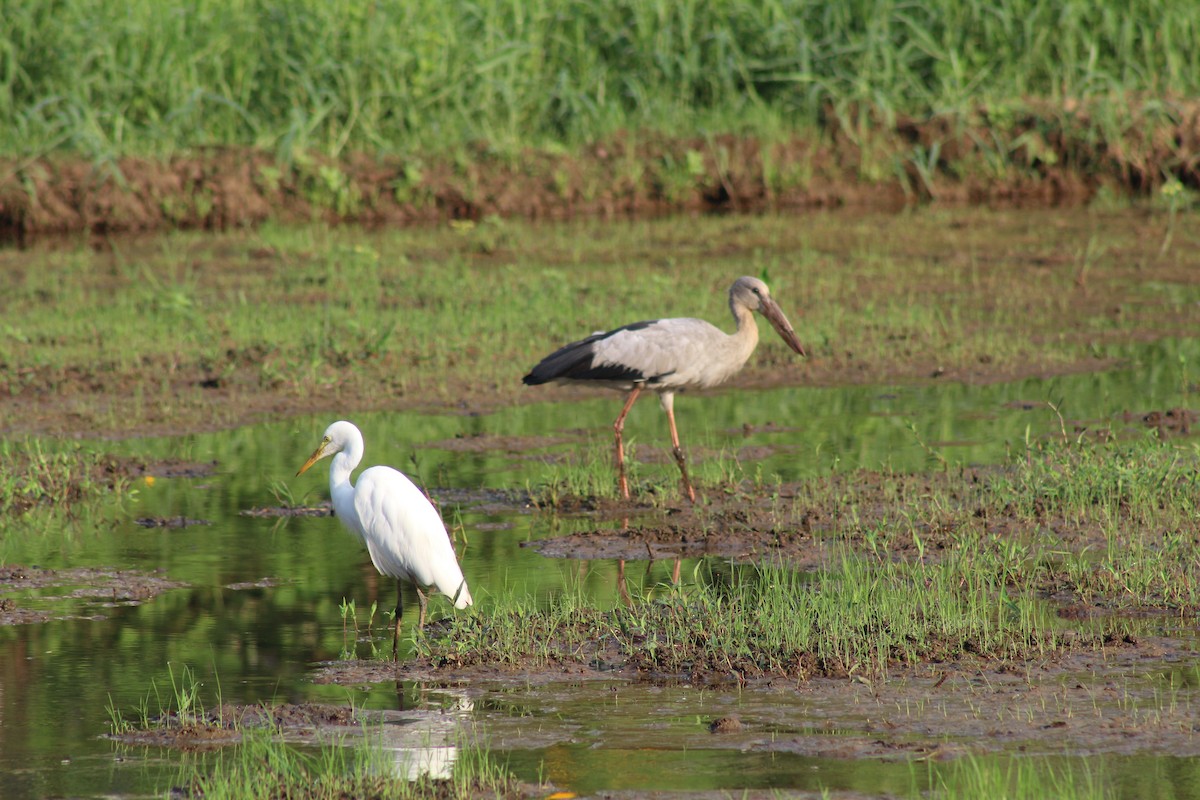 Asian Openbill - ML612983413