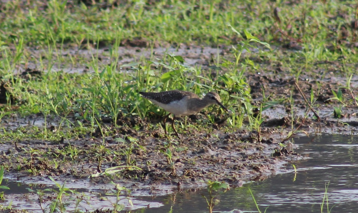 Wood Sandpiper - ML612983422