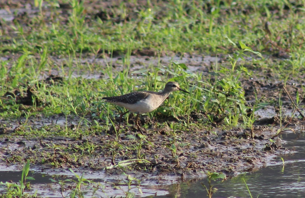 Wood Sandpiper - ML612983423