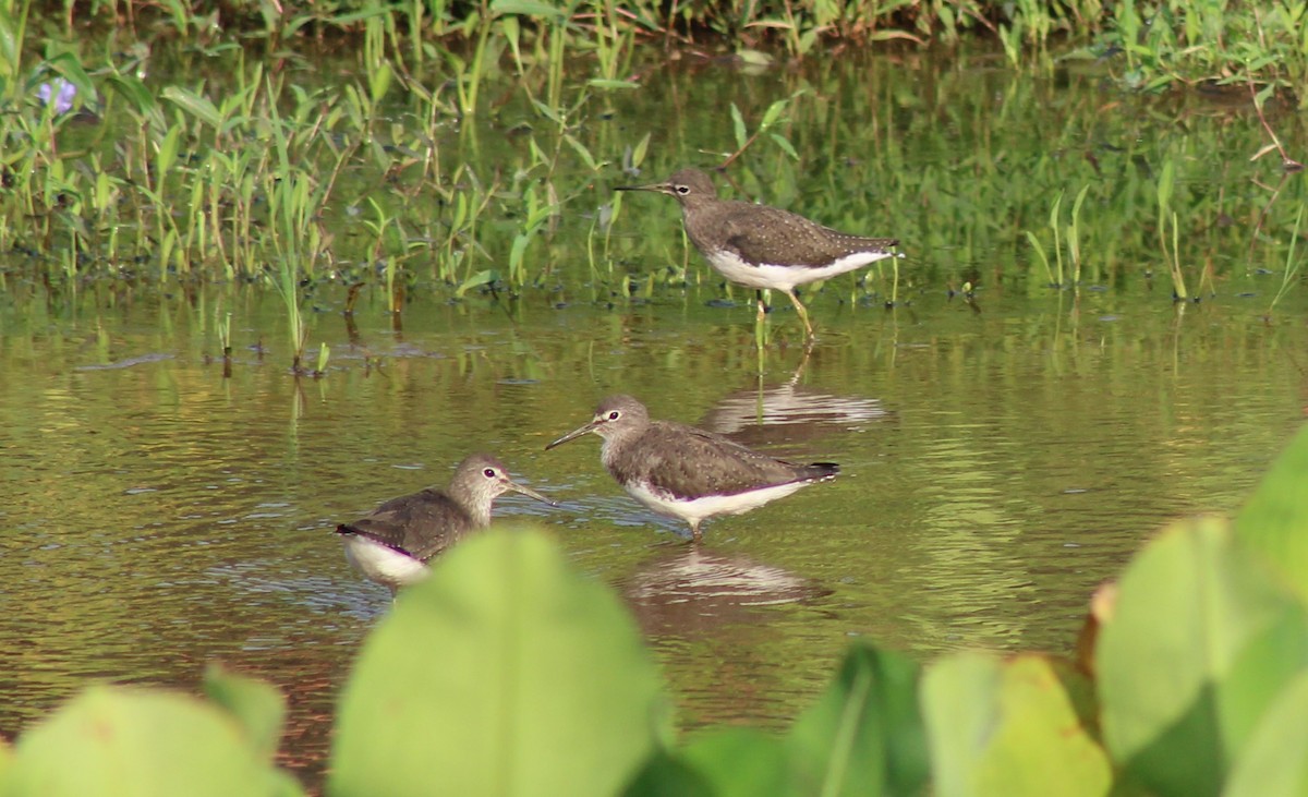 Waldwasserläufer - ML612983430