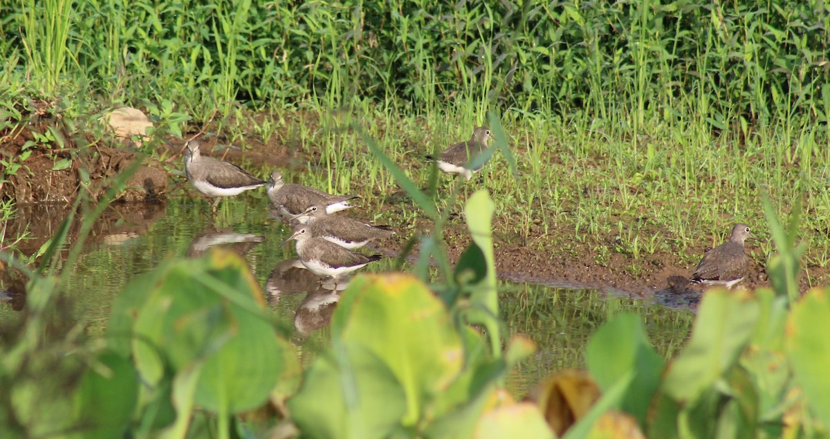 Green Sandpiper - ML612983432