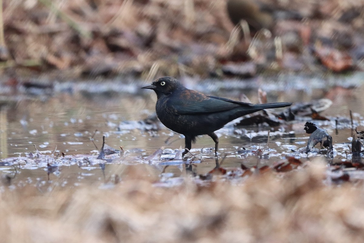 Rusty Blackbird - ML612983463