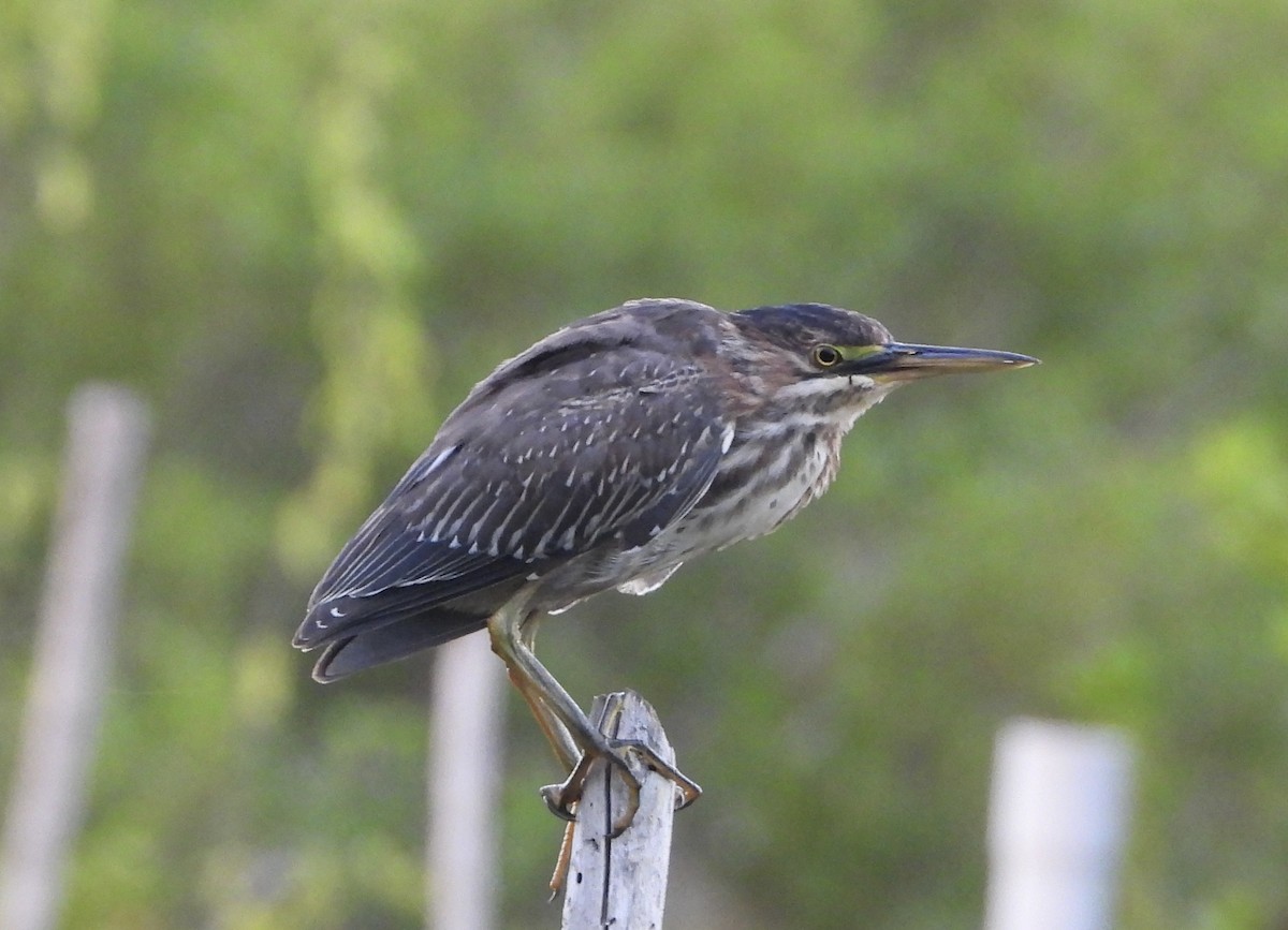 Green Heron - ML612983465