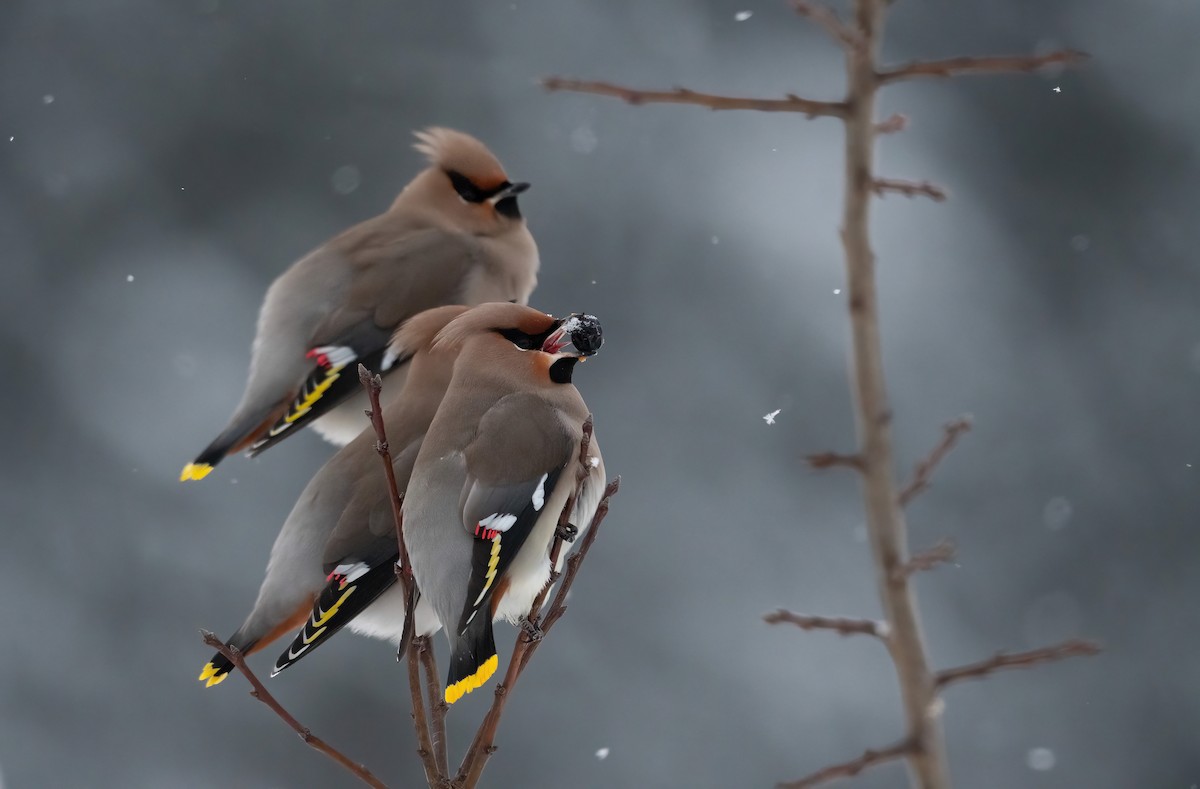 Bohemian Waxwing - ML612983518