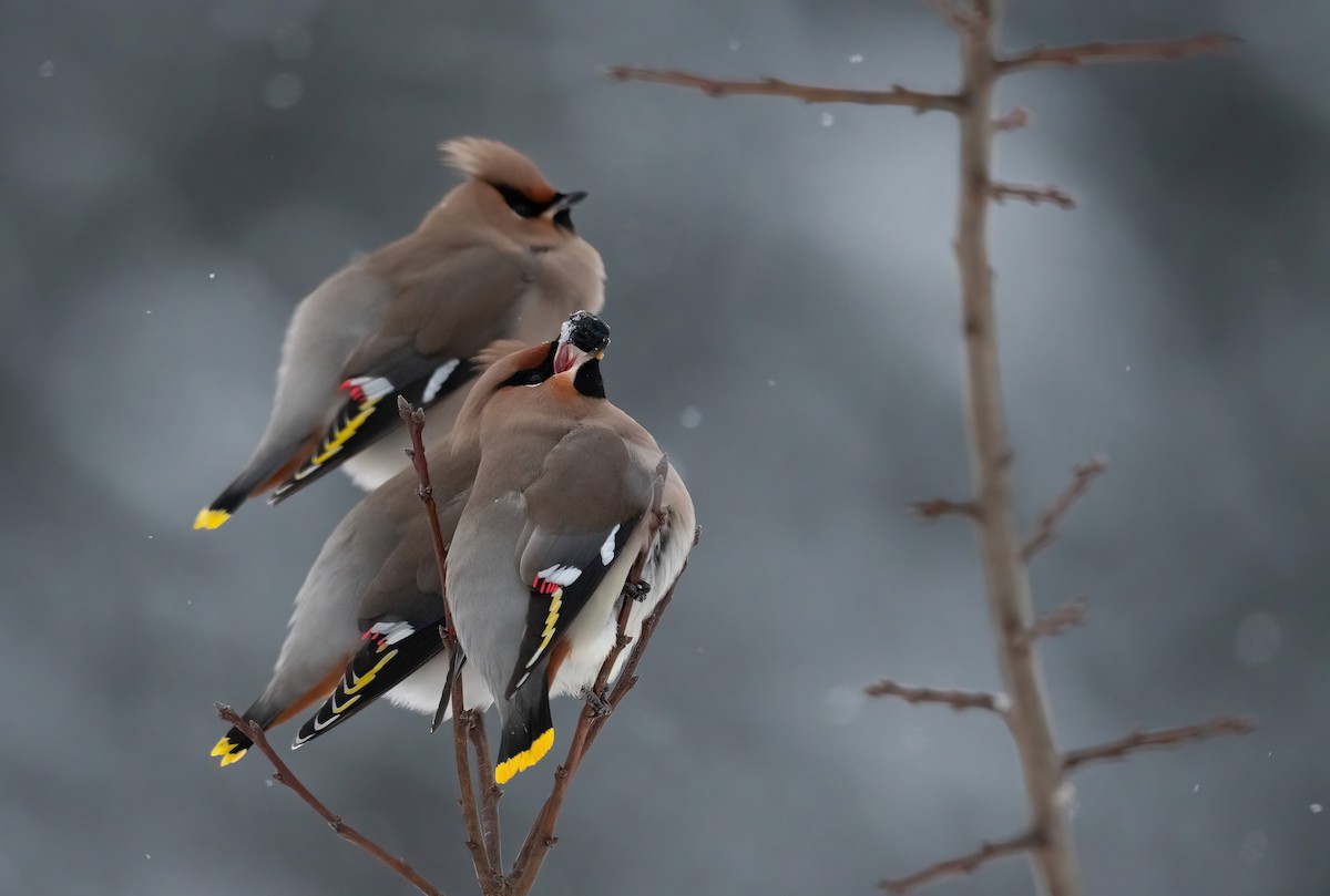 Bohemian Waxwing - ML612983519