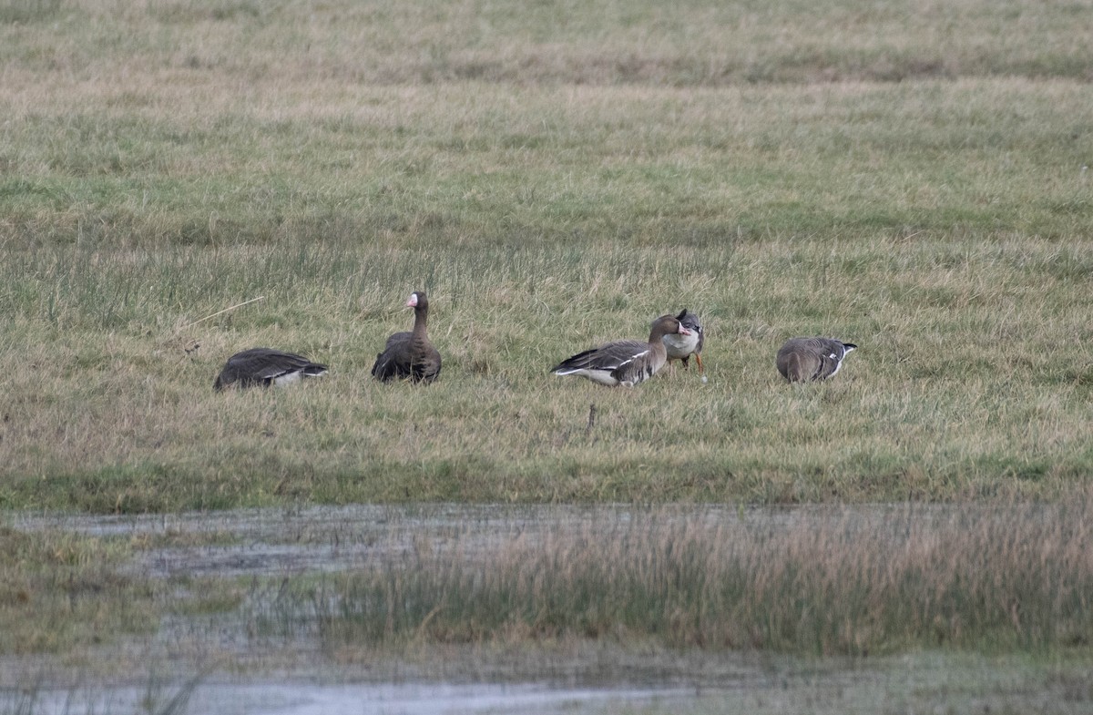 Greater White-fronted Goose - ML612983627