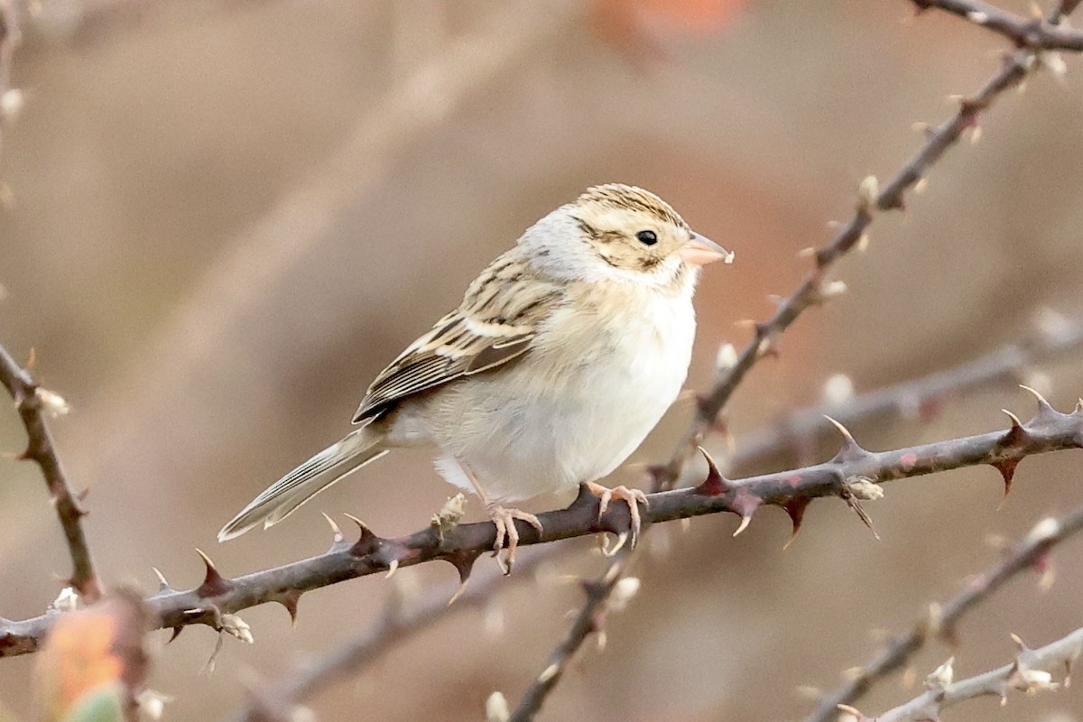 Clay-colored Sparrow - ML612983716