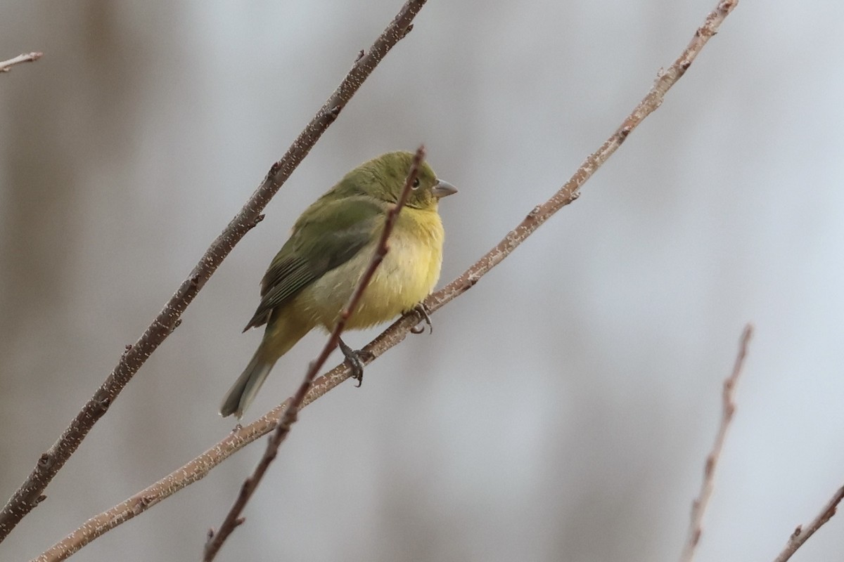 Painted Bunting - ML612983718