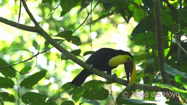 Yellow-throated Toucan - ML612983719