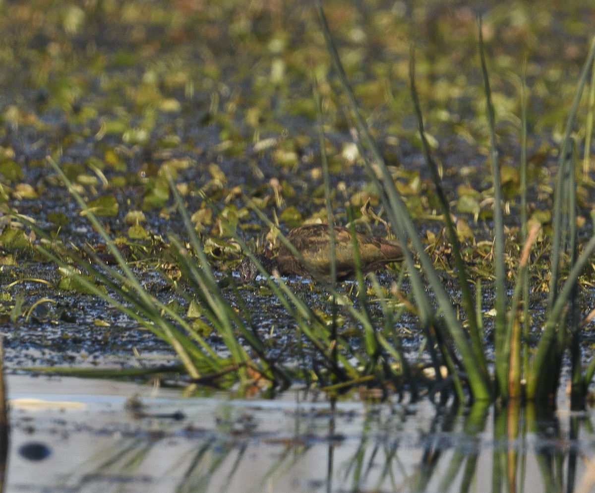 White-faced Ibis - ML612983734