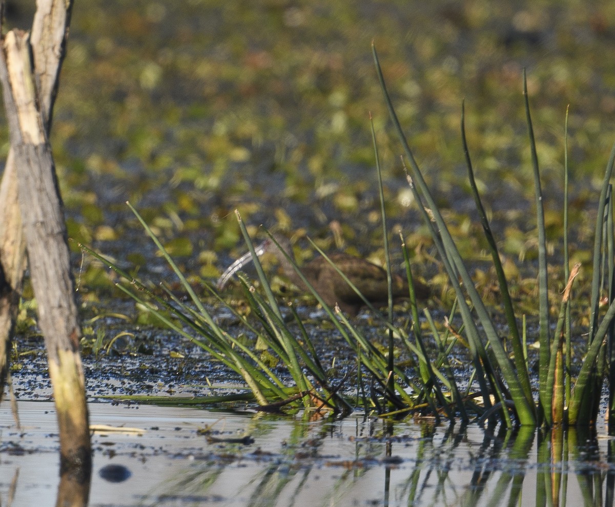 White-faced Ibis - ML612983736