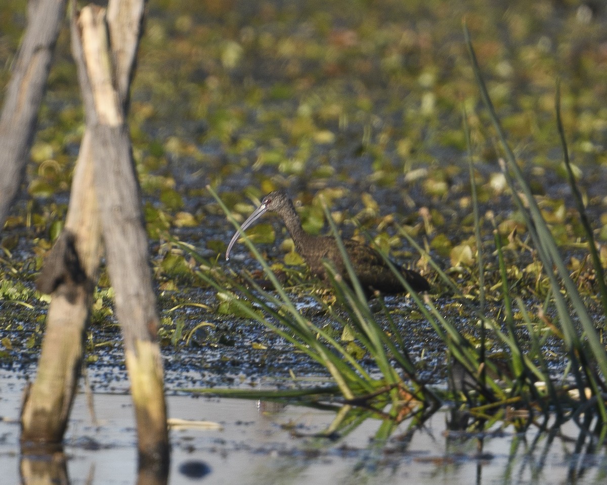 White-faced Ibis - ML612983737