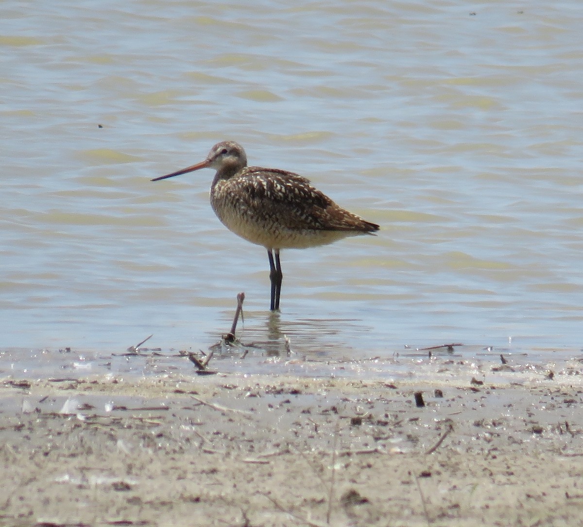 Marbled Godwit - ML612983764