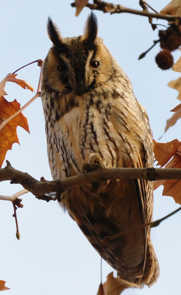 Long-eared Owl - ML612983769