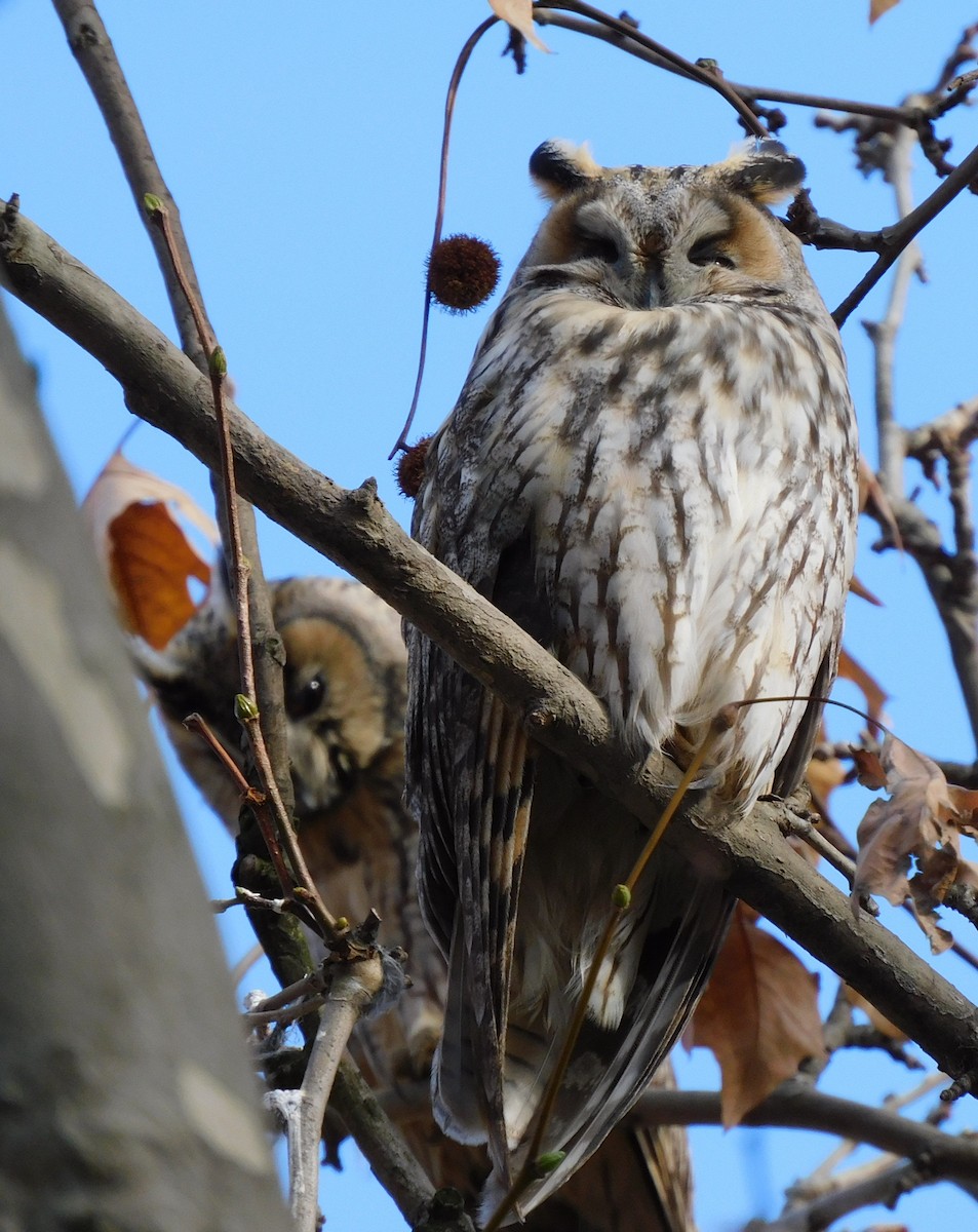 Long-eared Owl - ML612983770