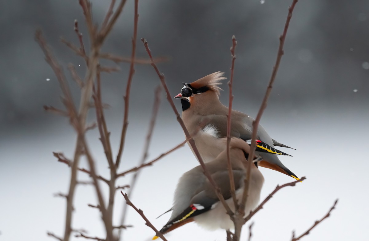 Bohemian Waxwing - ML612983791