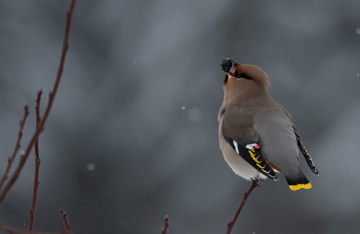 Bohemian Waxwing - ML612983804