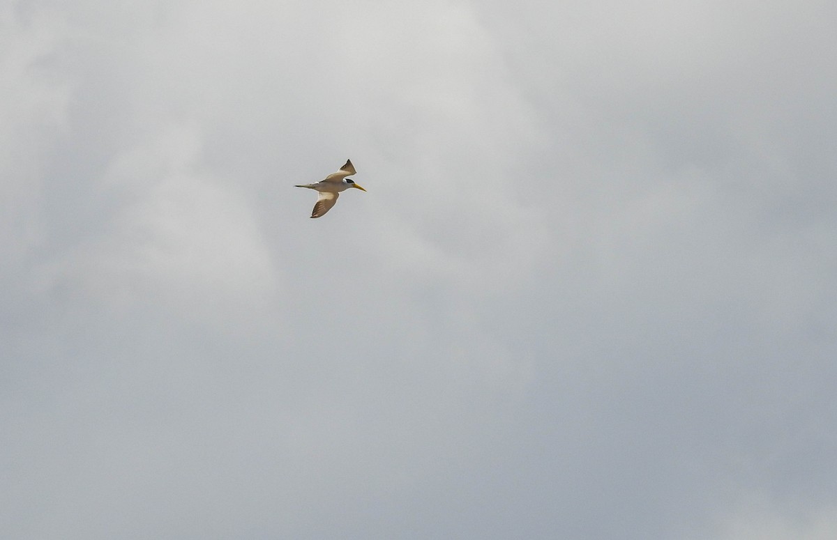 Large-billed Tern - ML612983810