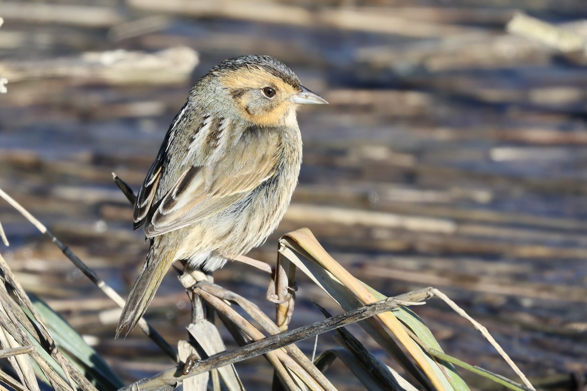 Nelson's Sparrow - ML612983822