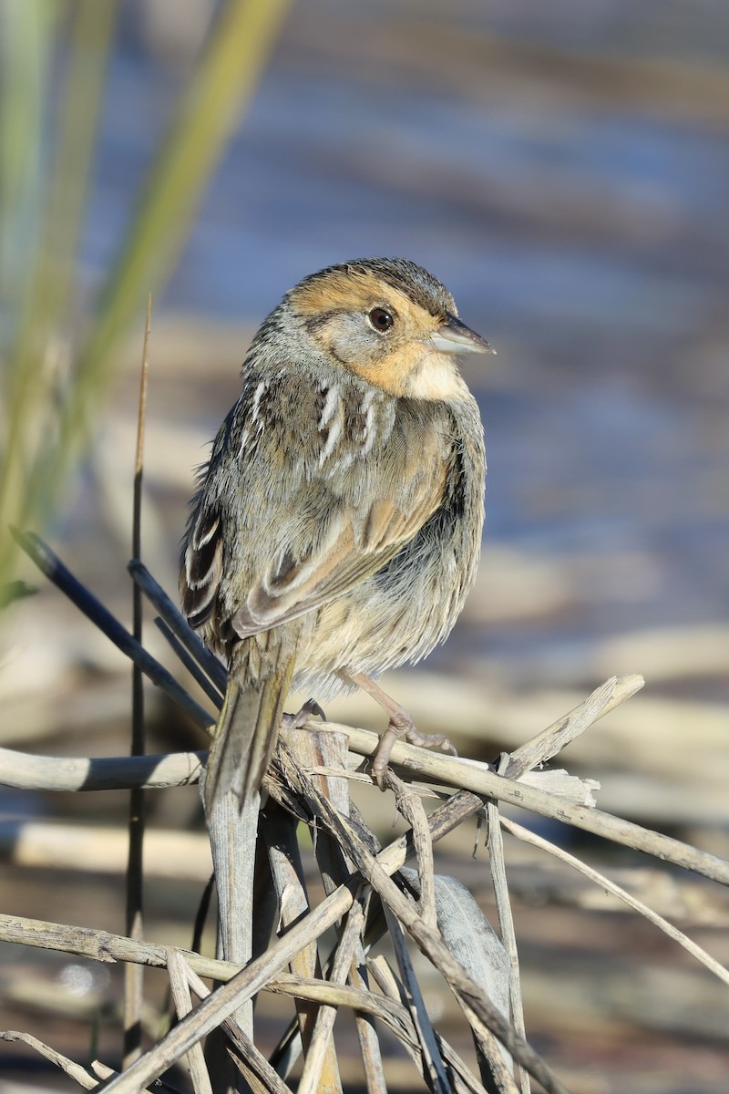 Nelson's Sparrow - ML612983823