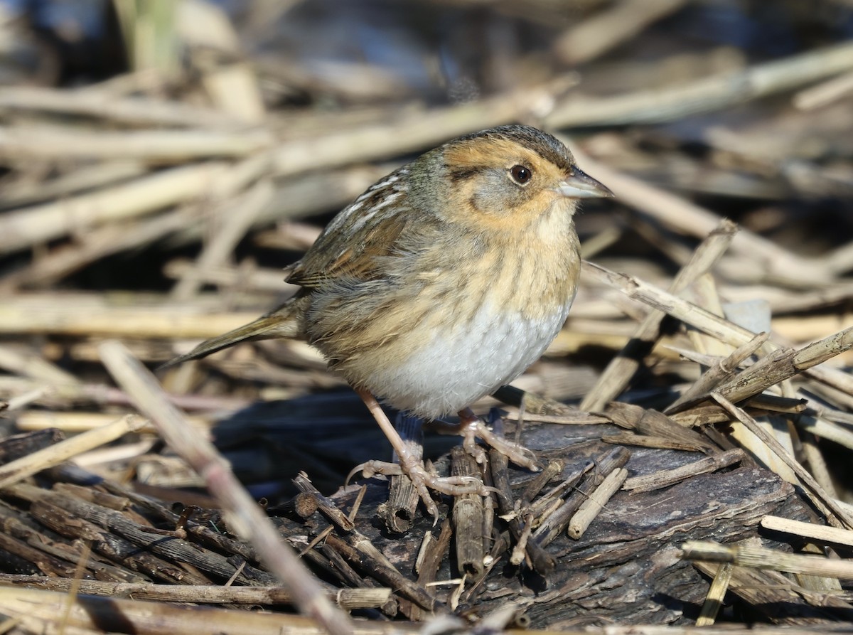 Nelson's Sparrow - ML612983824