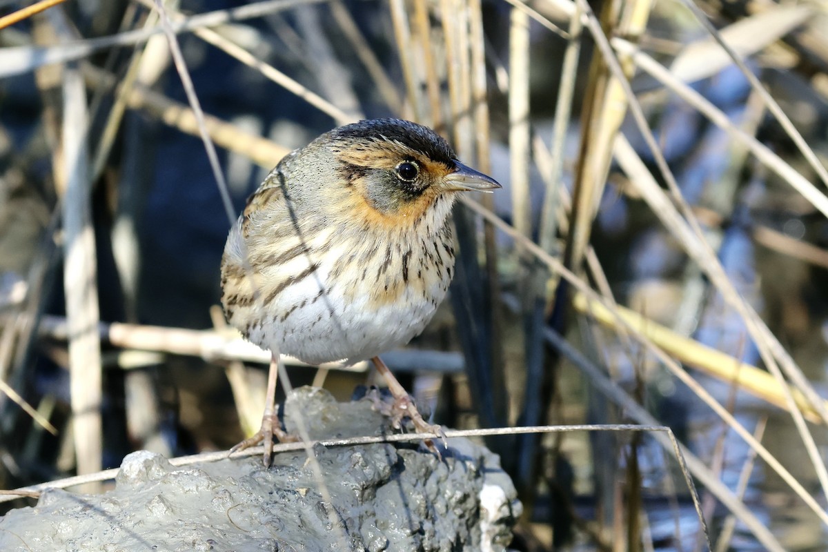 Saltmarsh Sparrow - ML612983829