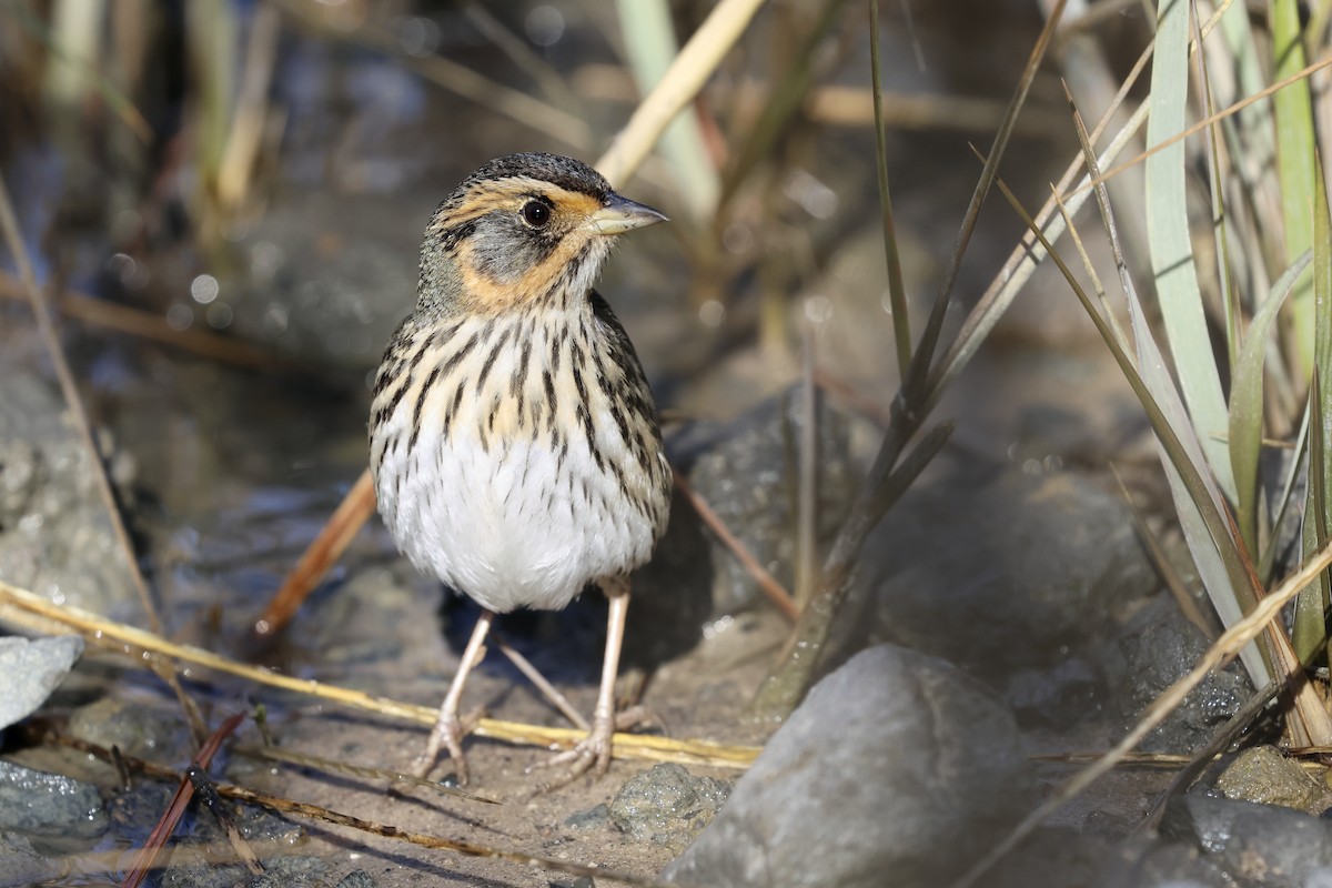 Saltmarsh Sparrow - ML612983830