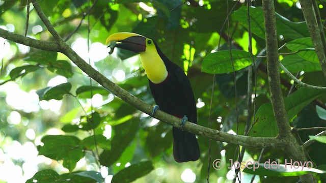 Yellow-throated Toucan - ML612983927