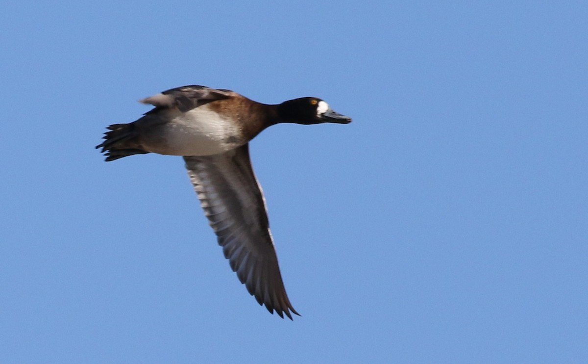 Lesser Scaup - ML612983943