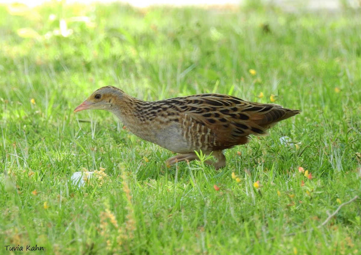 Corn Crake - ML612984003