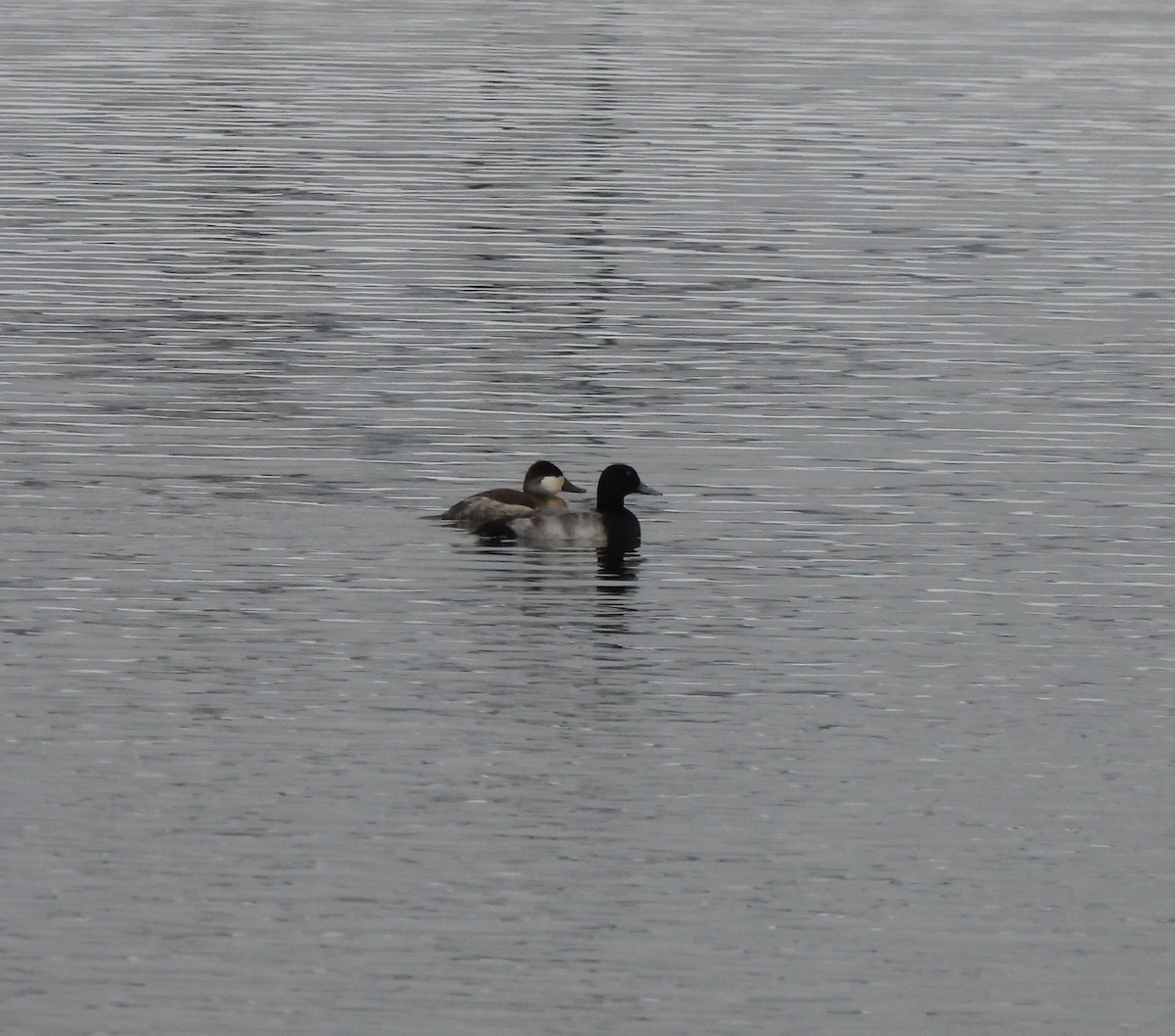 Greater Scaup - ML612984004