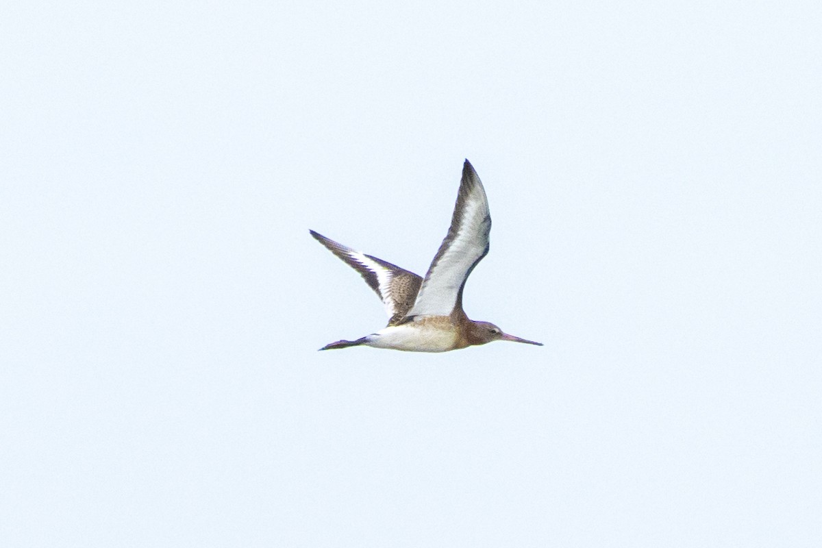 Black-tailed Godwit - ML612984006