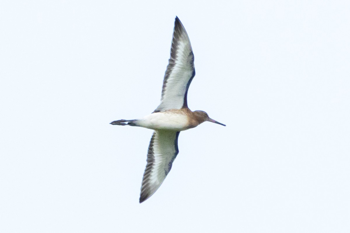 Black-tailed Godwit - ML612984007