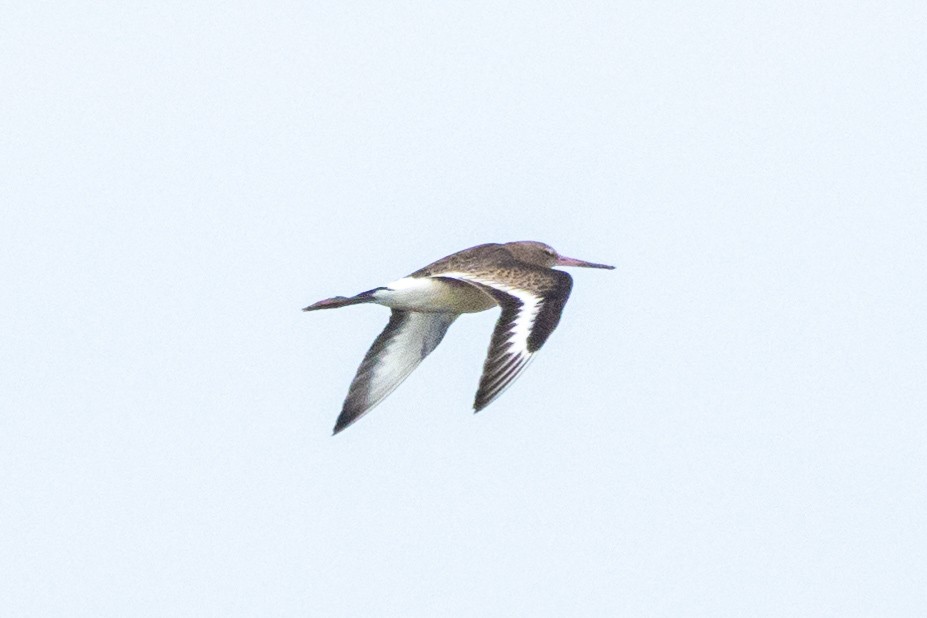 Black-tailed Godwit - ML612984008