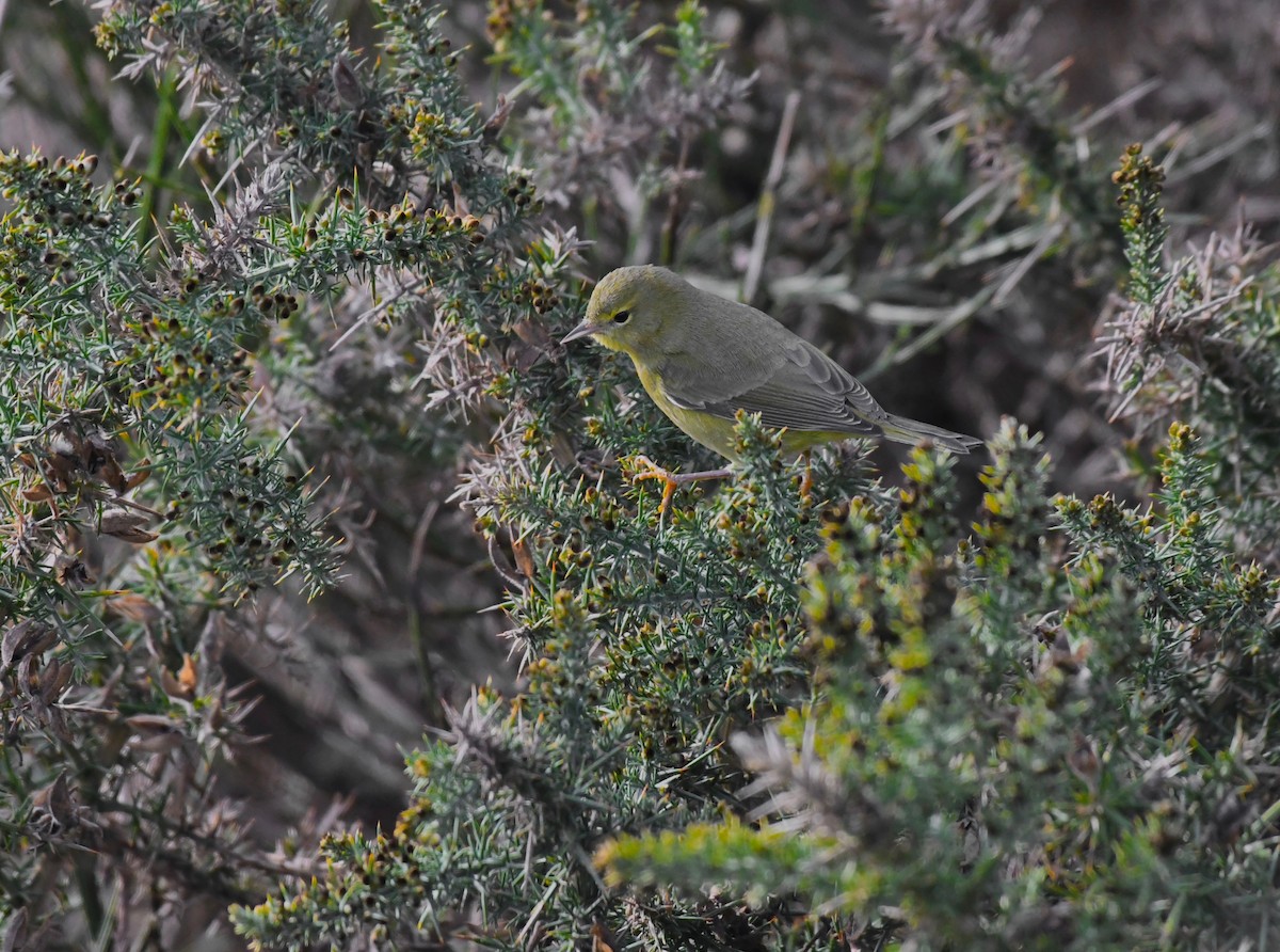 Orange-crowned Warbler - ML612984013