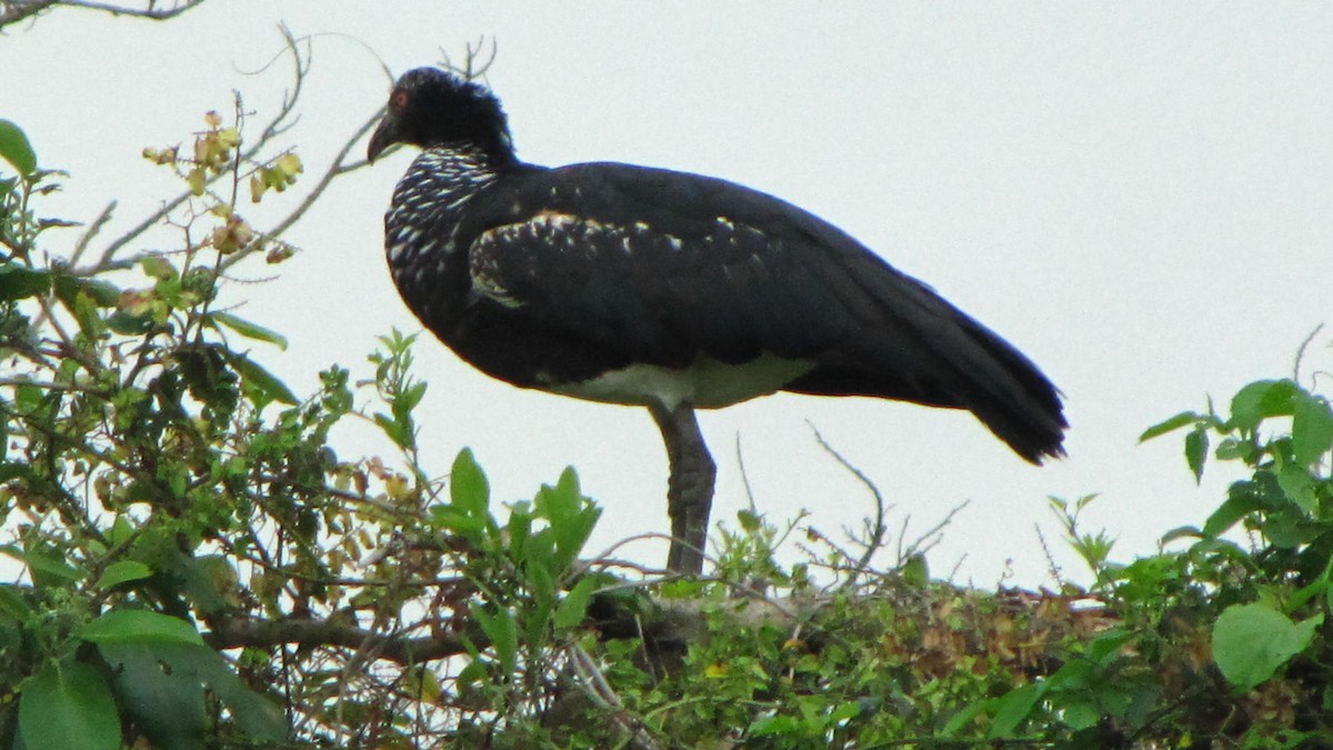 Horned Screamer - ML612984014