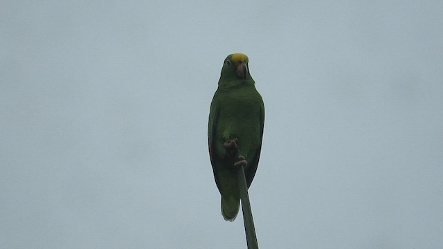 キビタイボウシインコ - ML612984093