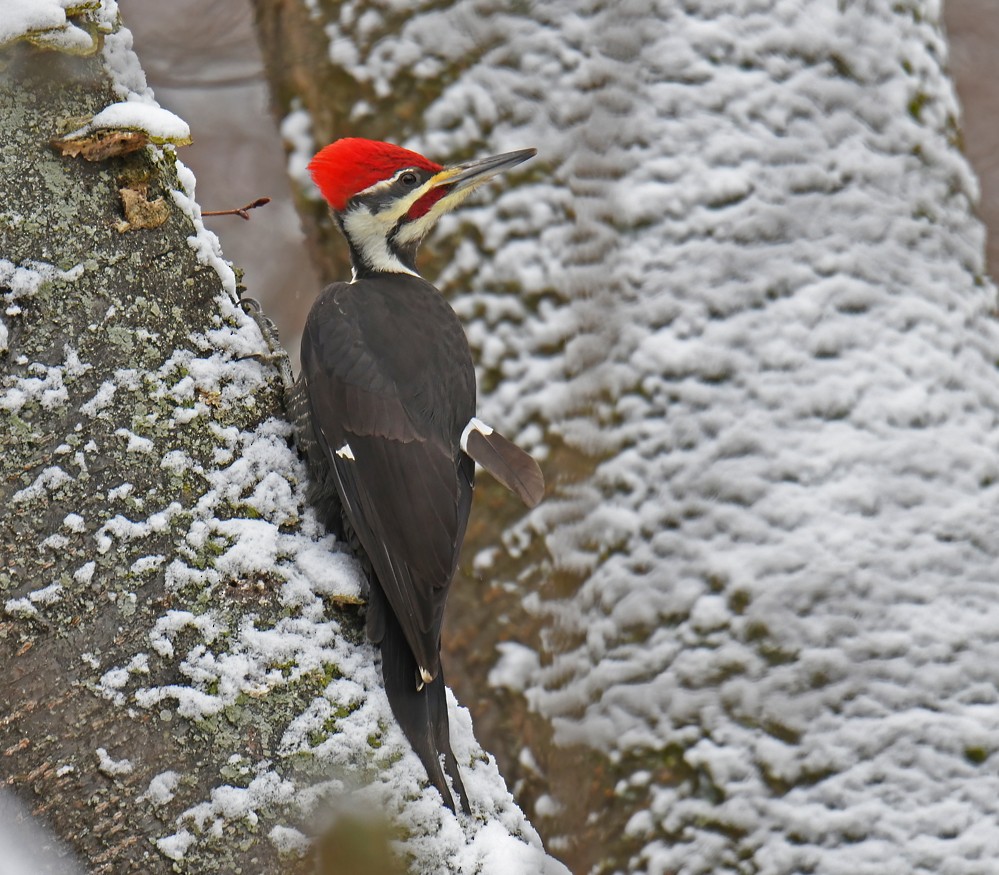 Pileated Woodpecker - Dick Horsey