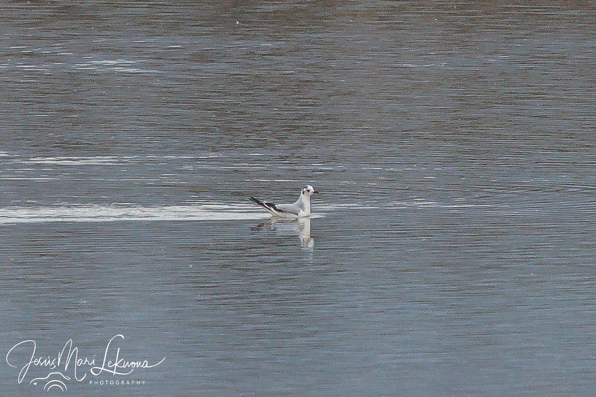 Little Gull - ML612984179