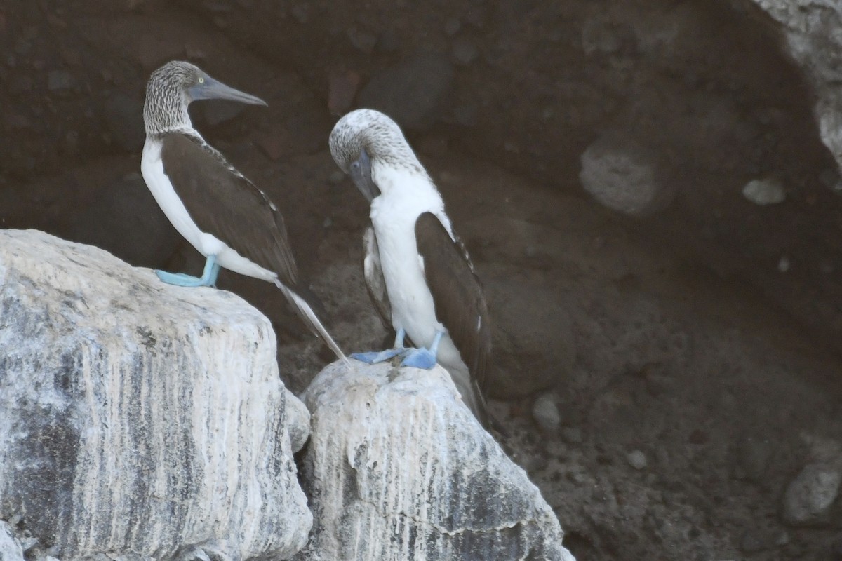 Blue-footed Booby - ML612984210