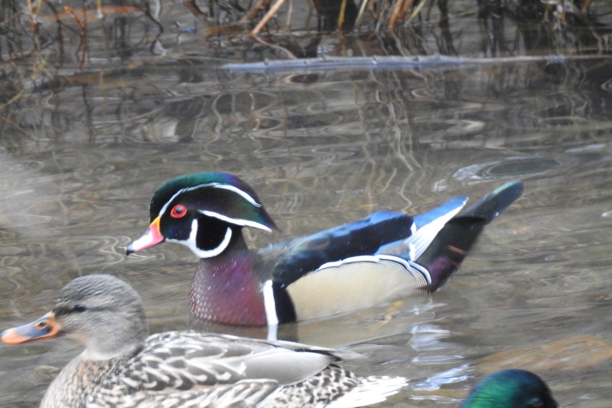 Wood Duck - ML612984301