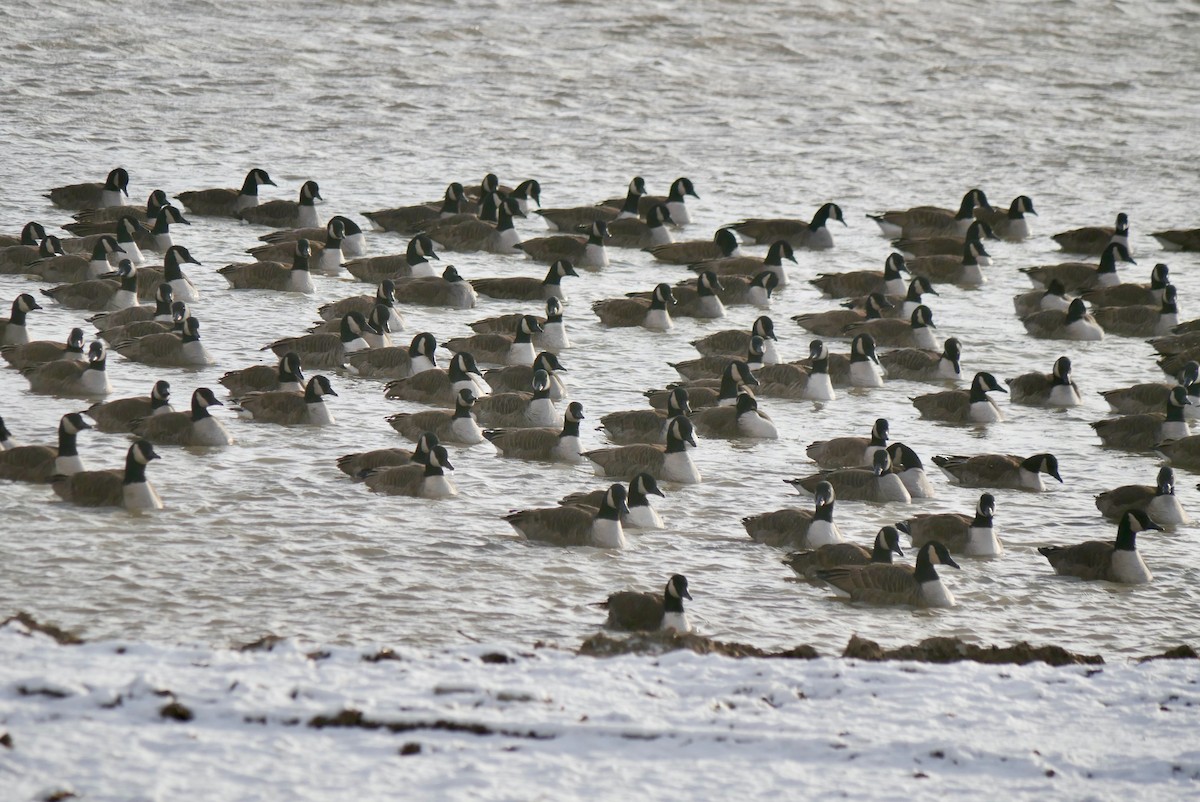 Canada Goose - ML612984394