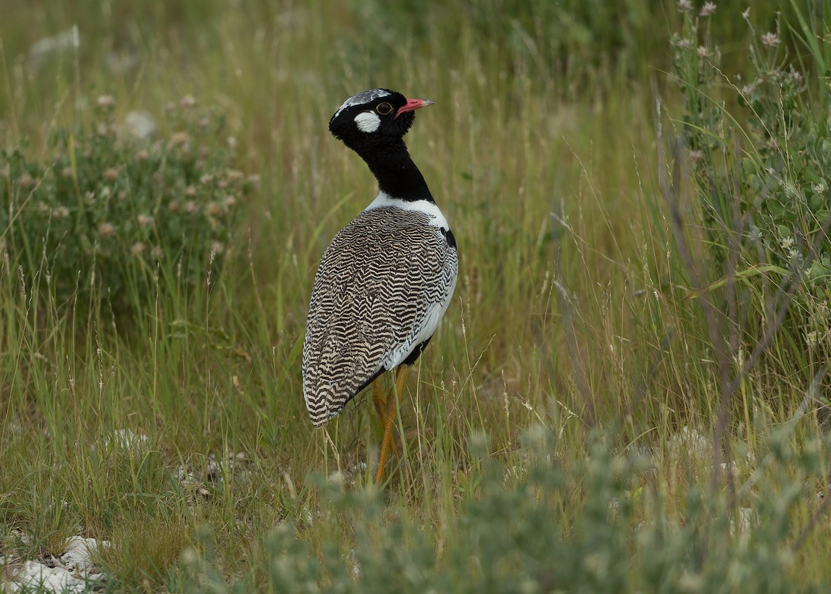 White-quilled Bustard - ML612984399