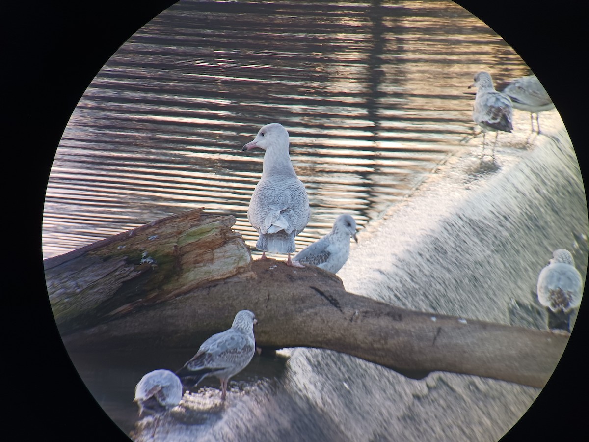 Glaucous Gull - ML612984403