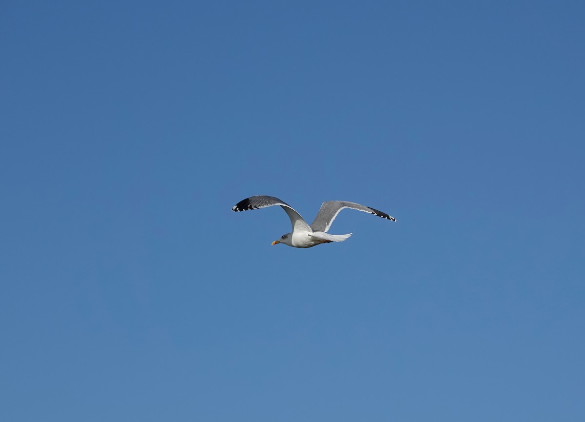 Lesser Black-backed Gull - ML612984423